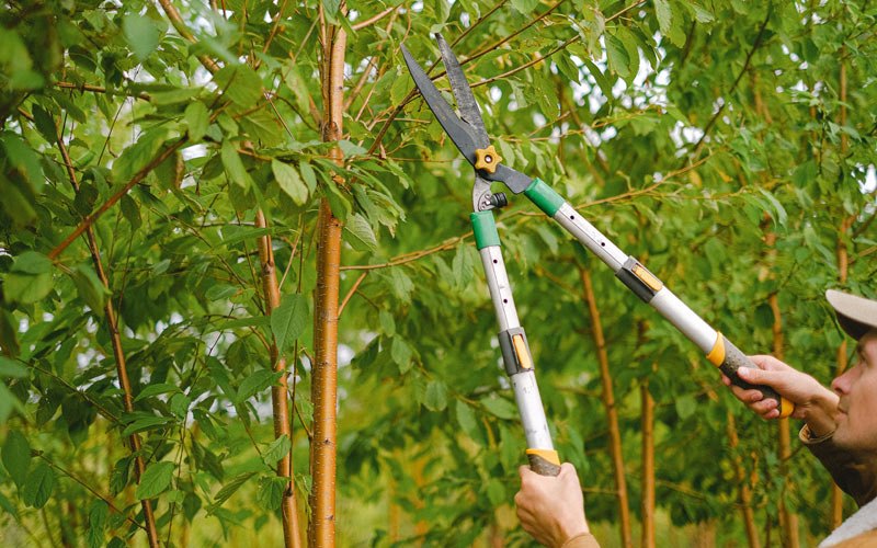 Tree trimming in Primrose, NE